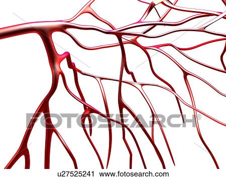 Arteries, computer artwork View Large Photo Image Stock Image - Arteries, computer artwork. Fotosearch