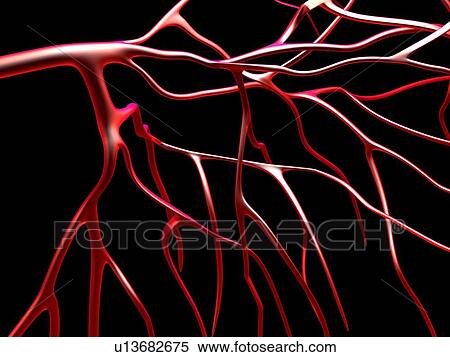 Stock Photography - Arteries, computer artwork. Fotosearch