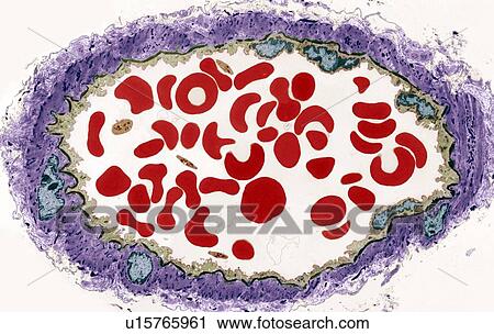 Stock Image - Artery, TEM. Fotosearch