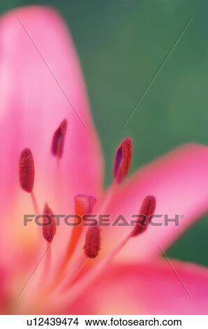 Picture - Asiatic lily (Lilium sp. ). Fotosearch