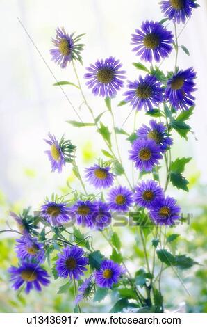 Stock Photo - Aster chinensis. Fotosearch