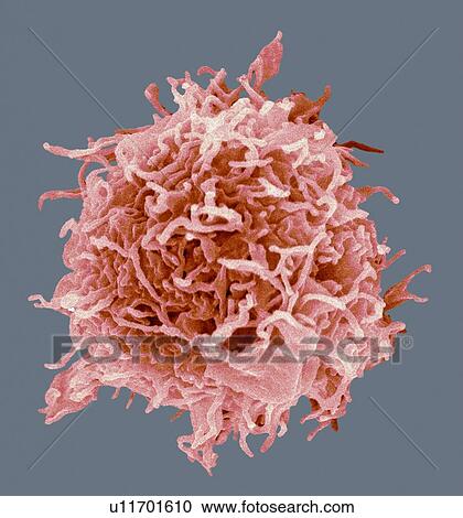 B-cell, SEM View Large Photo Image Stock Image - B-cell, SEM. Fotosearch