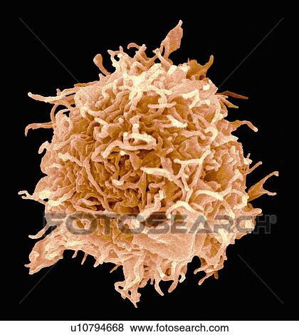B-cell, SEM View Large Photo Image Stock Photo - B-cell, SEM. Fotosearch