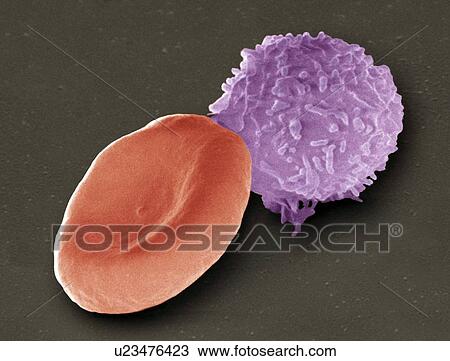Stock Image - Blood cells, SEM. Fotosearch