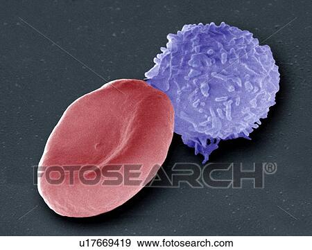 Blood cells, SEM View Large Photo Image Stock Photo - Blood cells, SEM. Fotosearch
