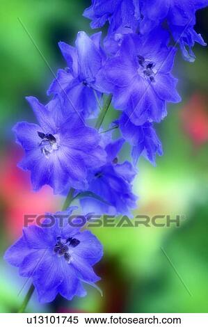 Blue delphinium (Delphinium sp. ) View Large Photo Image Stock Photography - Blue delphinium (Delphinium sp. ). Fotosearch
