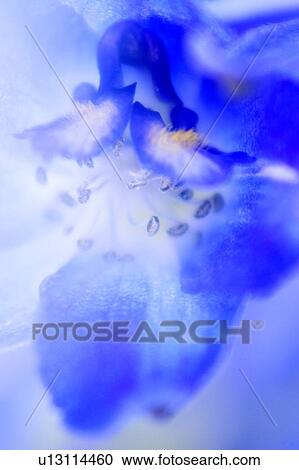Blue larkspur (Delphinium x belladonna) View Large Photo Image Stock Image - Blue larkspur (Delphinium x belladonna). Fotosearch