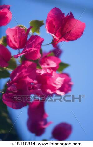 Bougainvillea (Bougainvillea sp. ) View Large Photo Image Picture - Bougainvillea (Bougainvillea sp. ). Fotosearch