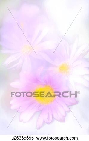 Brachycome iberidifolia View Large Photo Image Stock Photography - Brachycome iberidifolia. Fotosearch