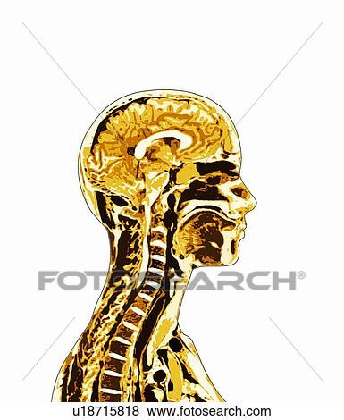 Brain and spinal cord View Large Photo Image Stock Photo - Brain and spinal cord. Fotosearch