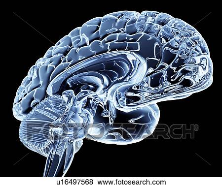 Brain, computer artwork View Large Photo Image Stock Photo - Brain, computer artwork. Fotosearch