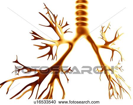 Stock Image - Bronchial tree, computer artwork. Fotosearch