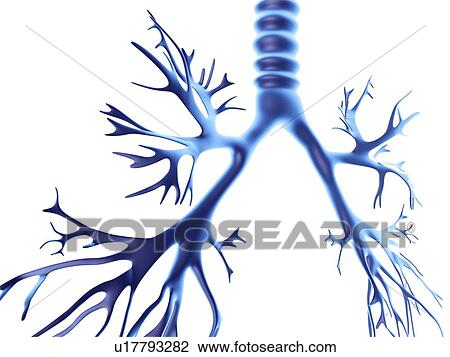 Bronchial tree, computer artwork View Large Photo Image Stock Image - Bronchial tree, computer artwork. Fotosearch