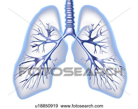 Stock Photo - Bronchial tree, computer artwork. Fotosearch