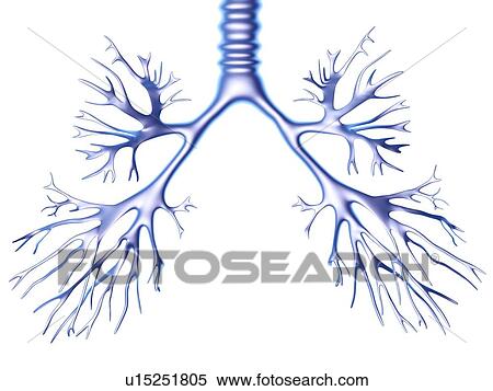 Bronchial tree, computer artwork View Large Photo Image Stock Photography - Bronchial tree, computer artwork. Fotosearch