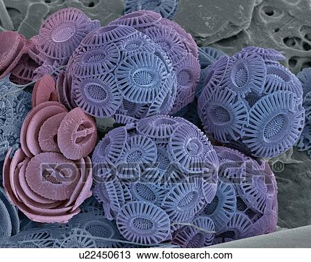 Stock Image - Calcareous phytoplankton, SEM. Fotosearch
