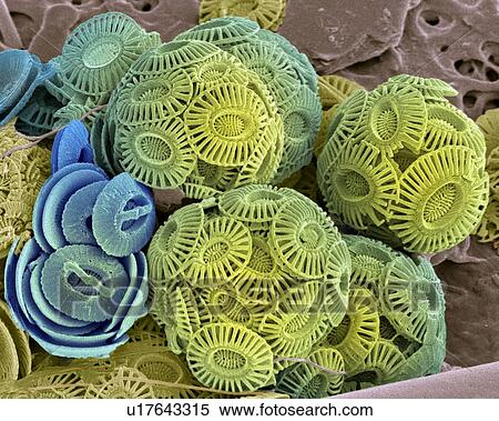 Stock Photography - Calcareous phytoplankton, SEM. Fotosearch
