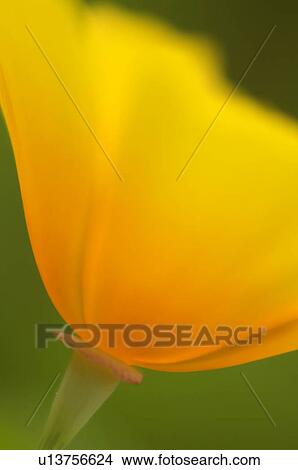 California poppy View Large Photo Image Picture - California poppy. Fotosearch