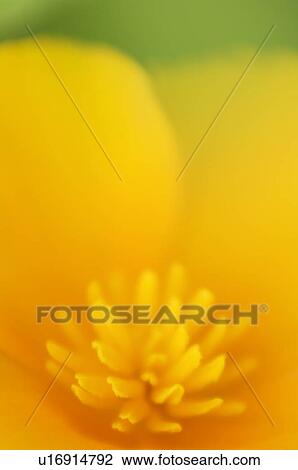 Stock Image - California poppy. Fotosearch