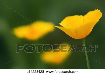 California poppy View Large Photo Image Stock Photo - California poppy. Fotosearch