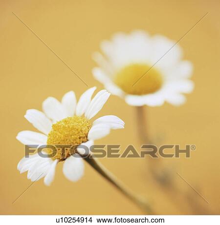 Camomile flowers View Large Photo Image Picture - Camomile flowers. Fotosearch
