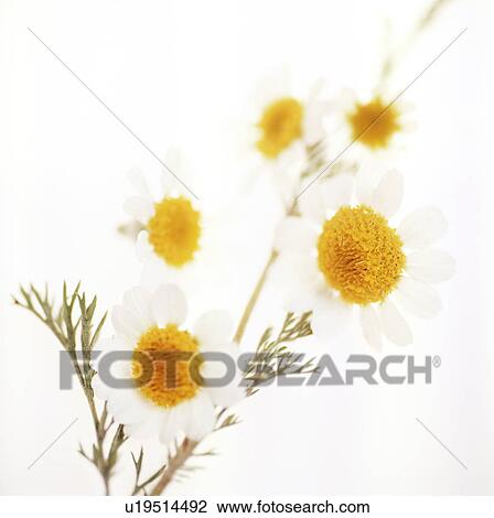 Camomile flowers View Large Photo Image Stock Image - Camomile flowers. Fotosearch