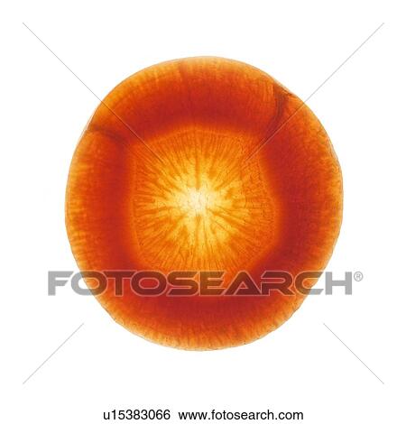 Stock Photograph - Carrot slice. Fotosearch