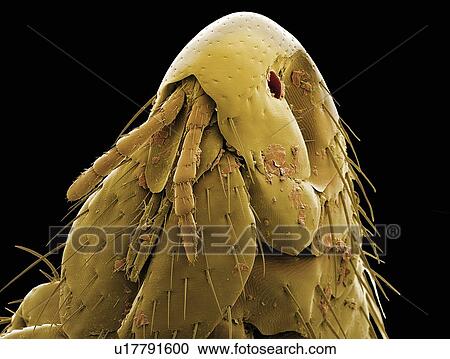 Stock Image - Cat flea head, SEM. Fotosearch