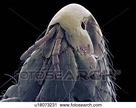 Stock Image - Cat flea head, SEM. Fotosearch