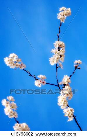 Cherry blossom (Prunus serrulata) View Large Photo Image Stock Image - Cherry blossom (Prunus serrulata). Fotosearch