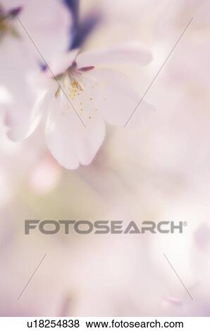 Stock Photo - Cherry blossom (Prunus serrulata). Fotosearch