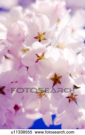 Cherry blossom (Prunus serrulata) View Large Photo Image Stock Photography - Cherry blossom (Prunus serrulata). Fotosearch