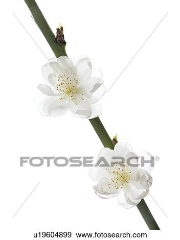 Stock Photo - Cherry blossom (Prunus sp. ). Fotosearch