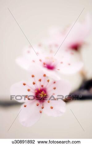 Cherry plum blossom (Prunus cerasifera) View Large Photo Image Stock Image - Cherry plum blossom (Prunus cerasifera). Fotosearch