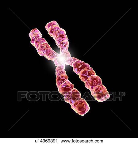 Chromosome, artwork View Large Photo Image Stock Image - Chromosome, artwork. Fotosearch