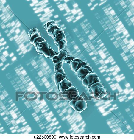 Stock Image - Chromosome, artwork. Fotosearch