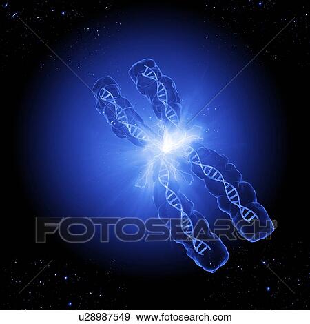 Chromosome, artwork View Large Photo Image Stock Photo - Chromosome, artwork. Fotosearch