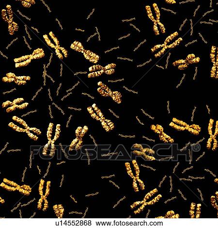 Chromosomes and DNA View Large Photo Image Stock Photo - Chromosomes and DNA. Fotosearch