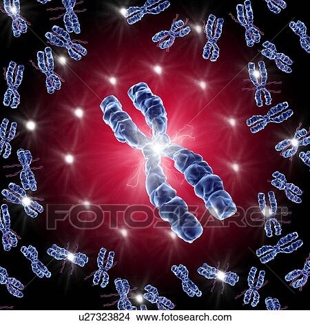 Picture - Chromosomes, artwork. Fotosearch