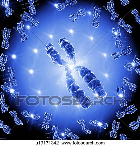 Stock Image - Chromosomes, artwork. Fotosearch