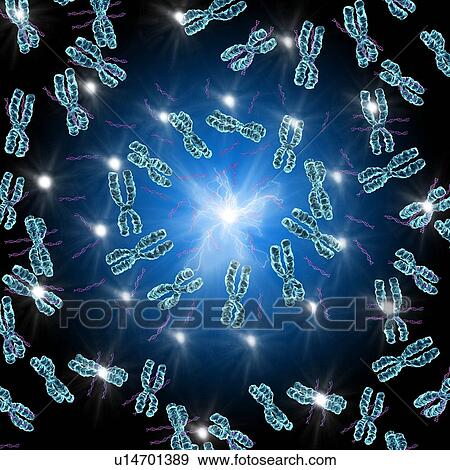 Stock Photo - Chromosomes, artwork. Fotosearch
