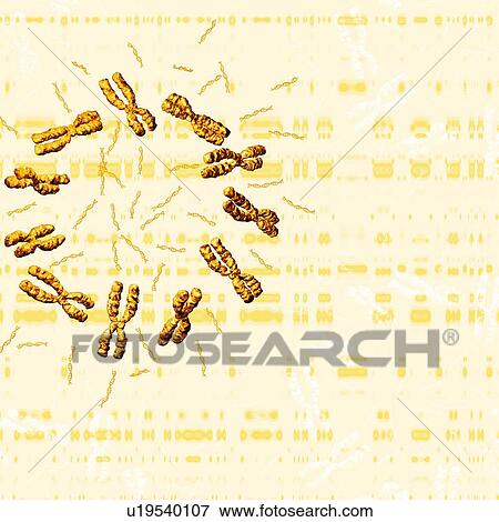 Stock Photo - Chromosomes. Fotosearch