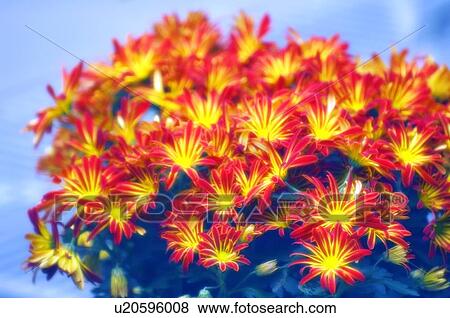 Stock Photo - Chrysanthemum flowers. Fotosearch