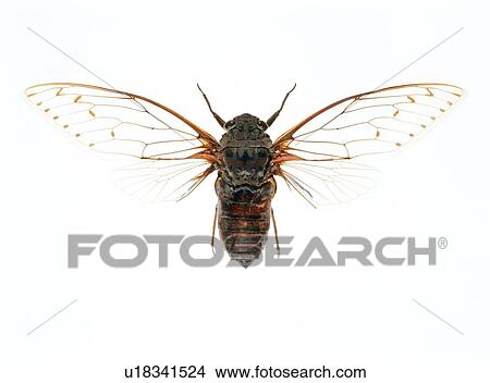 Picture - Cicada. Fotosearch