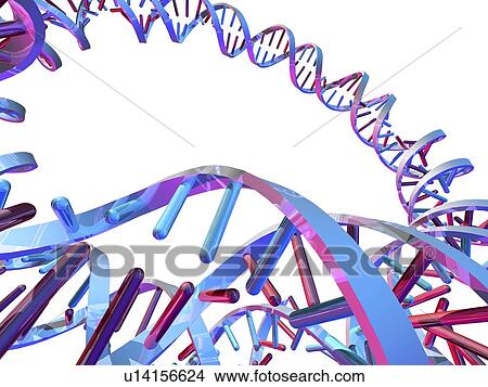 Picture - Circular DNA molecule, artwork. Fotosearch