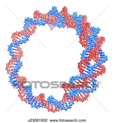 Stock Image - Circular DNA molecule, artwork. Fotosearch