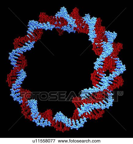 Circular DNA molecule, artwork View Large Photo Image Stock Photo - Circular DNA molecule, artwork. Fotosearch