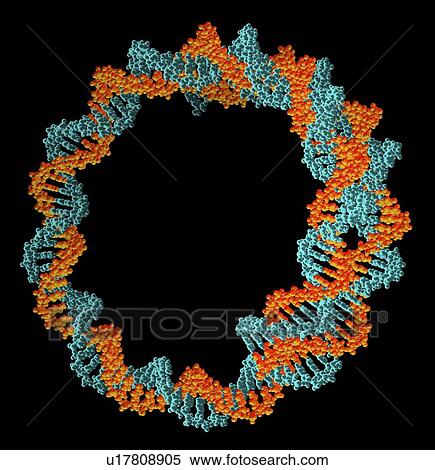 Circular DNA molecule, artwork View Large Photo Image Stock Photography - Circular DNA molecule, artwork. Fotosearch