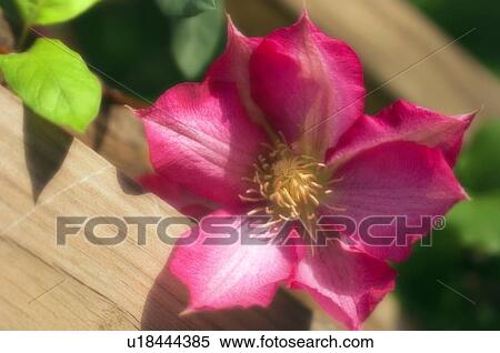 Stock Photography - Clematis flower (Clematis sp. ). Fotosearch