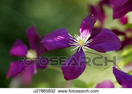 Stock Image - Clematis flower. Fotosearch